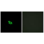 Immunofluorescence - Anti-OR2A42 Antibody (G431) - Antibodies.com