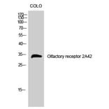 Western Blot - Anti-OR2A42 Antibody (G431) - Antibodies.com