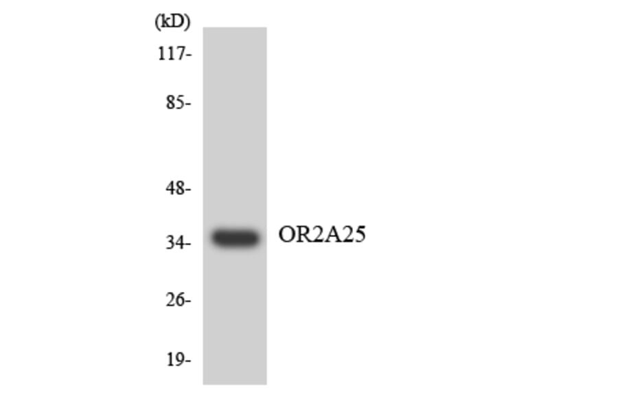 Western Blot - Anti-OR2A25 Antibody (R12-3156) - Antibodies.com