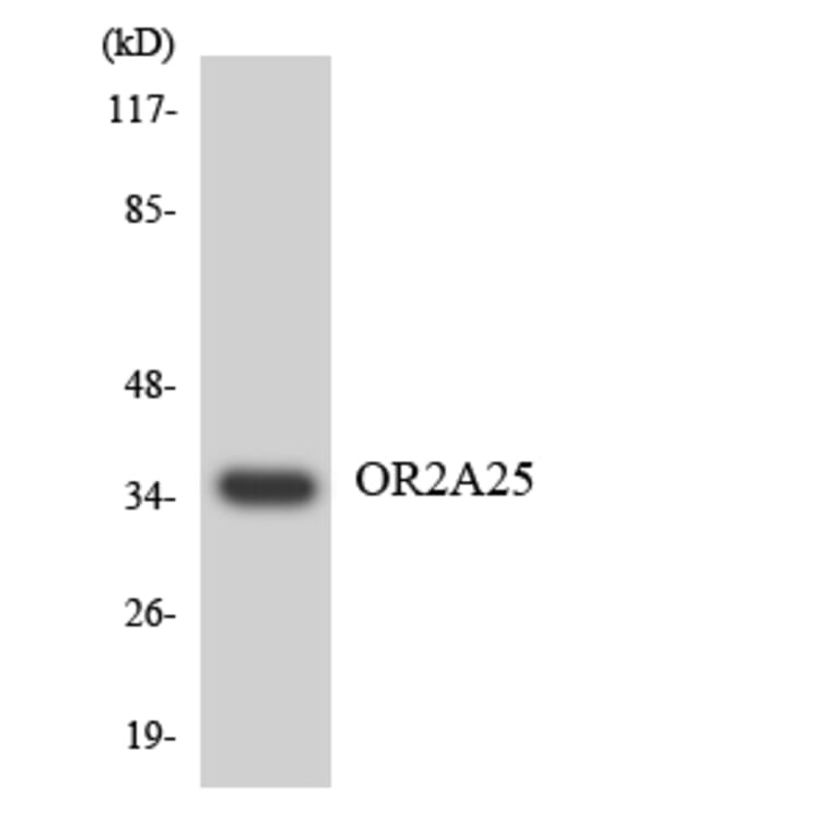 Western Blot - Anti-OR2A25 Antibody (R12-3156) - Antibodies.com