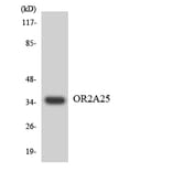 Western Blot - Anti-OR2A25 Antibody (R12-3156) - Antibodies.com
