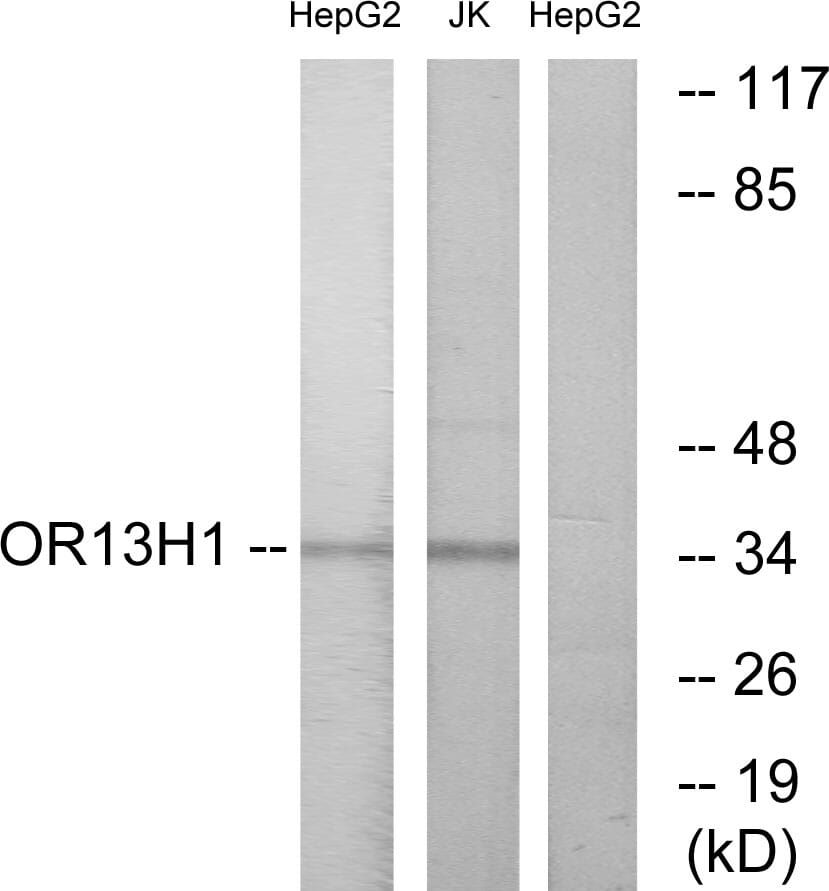 Western blot analysis of lysates from HepG2 and Jurkat cells using Anti-OR13H1 Antibody. The right hand lane represents a negative control, where the antibody is blocked by the immunising peptide.