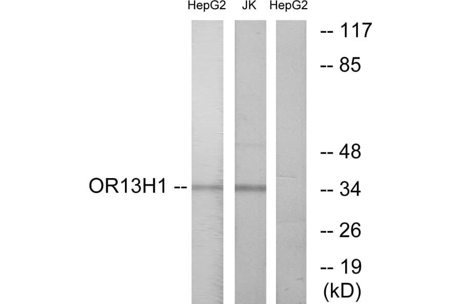 Western Blot - Anti-OR13H1 Antibody (G512) - Antibodies.com