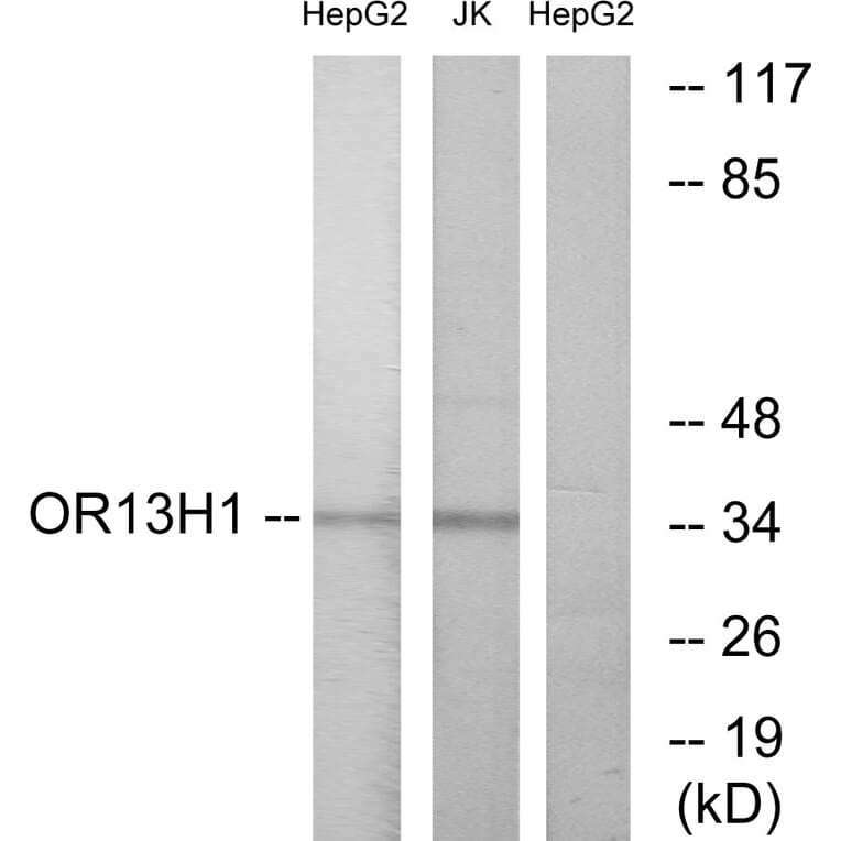 Western Blot - Anti-OR13H1 Antibody (G512) - Antibodies.com