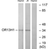 Western Blot - Anti-OR13H1 Antibody (G512) - Antibodies.com