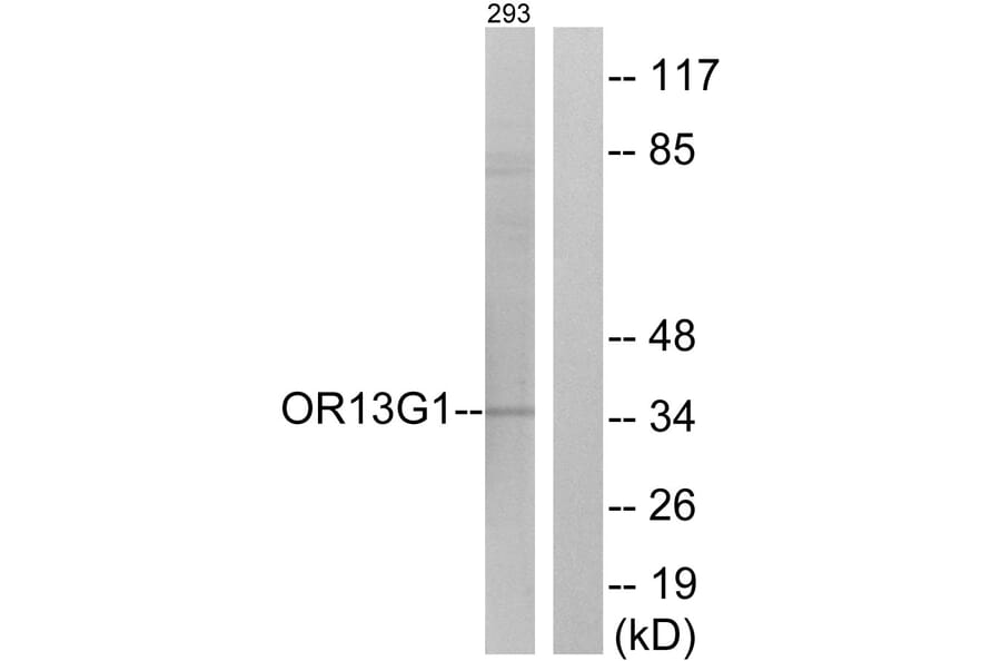 Western Blot - Anti-OR13G1 Antibody (G511) - Antibodies.com