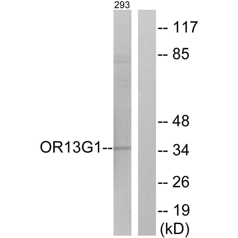 Western Blot - Anti-OR13G1 Antibody (G511) - Antibodies.com