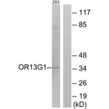 Western Blot - Anti-OR13G1 Antibody (G511) - Antibodies.com