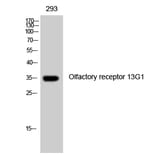 Western Blot - Anti-OR13G1 Antibody (G511) - Antibodies.com