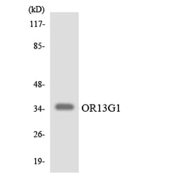 Western Blot - Anti-OR13G1 Antibody (R12-3150) - Antibodies.com