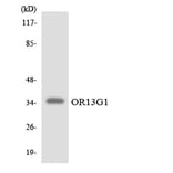 Western Blot - Anti-OR13G1 Antibody (R12-3150) - Antibodies.com