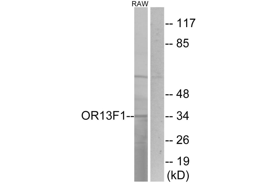 Western Blot - Anti-OR13F1 Antibody (G510) - Antibodies.com