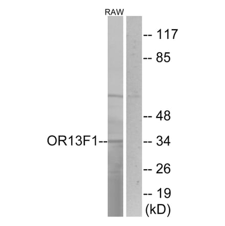 Western Blot - Anti-OR13F1 Antibody (G510) - Antibodies.com
