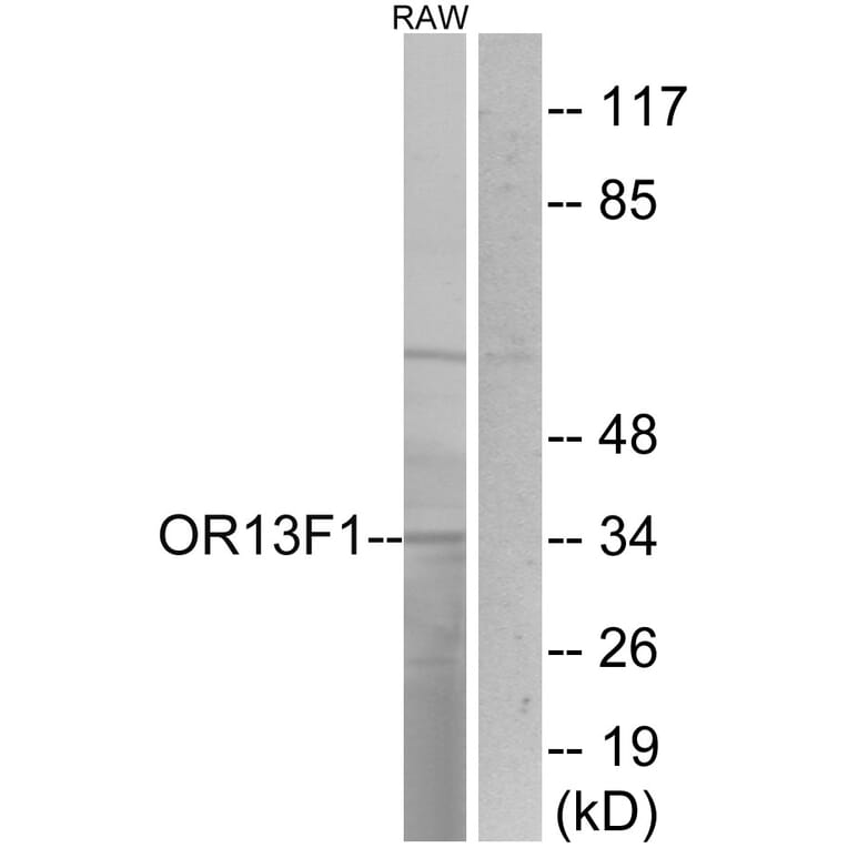 Western Blot - Anti-OR13F1 Antibody (G510) - Antibodies.com