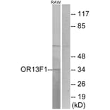 Western Blot - Anti-OR13F1 Antibody (G510) - Antibodies.com