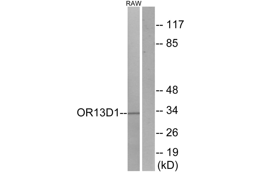Western Blot - Anti-OR13D1 Antibody (G509) - Antibodies.com