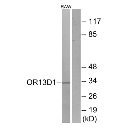 Western Blot - Anti-OR13D1 Antibody (G509) - Antibodies.com