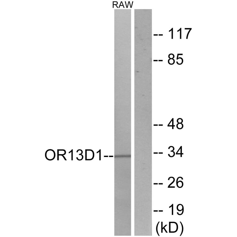 Western Blot - Anti-OR13D1 Antibody (G509) - Antibodies.com