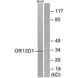 Western Blot - Anti-OR13D1 Antibody (G509) - Antibodies.com