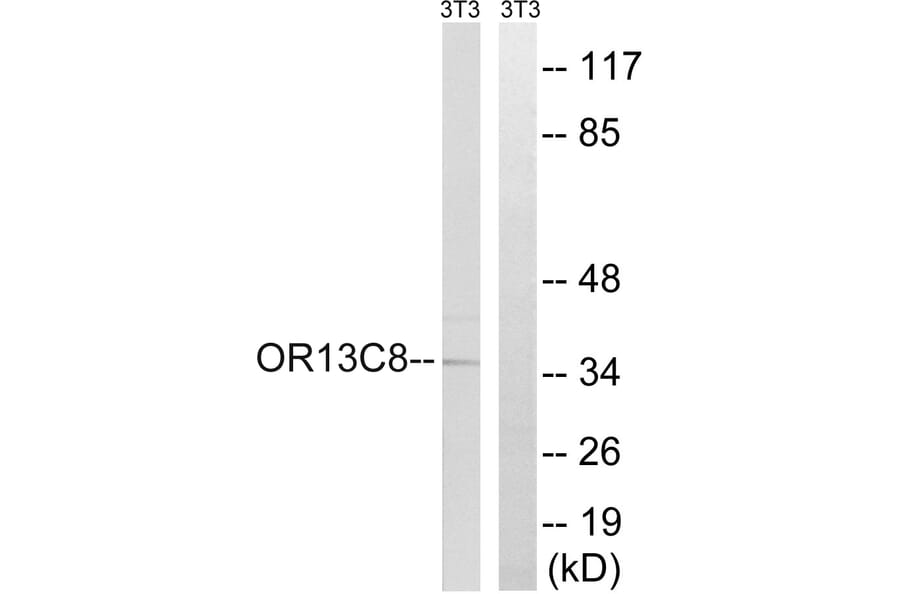 Western Blot - Anti-OR13C8 Antibody (G840) - Antibodies.com