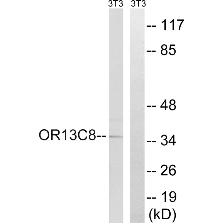 Western Blot - Anti-OR13C8 Antibody (G840) - Antibodies.com
