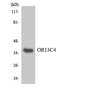 Western blot analysis of the lysates from HepG2 cells using Anti-OR13C4 Antibody.