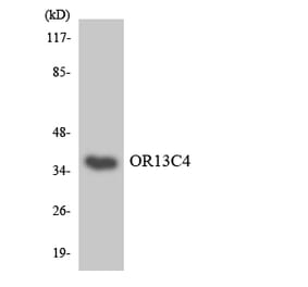 Western Blot - Anti-OR13C4 Antibody (R12-3149) - Antibodies.com