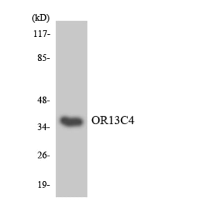 Western Blot - Anti-OR13C4 Antibody (R12-3149) - Antibodies.com