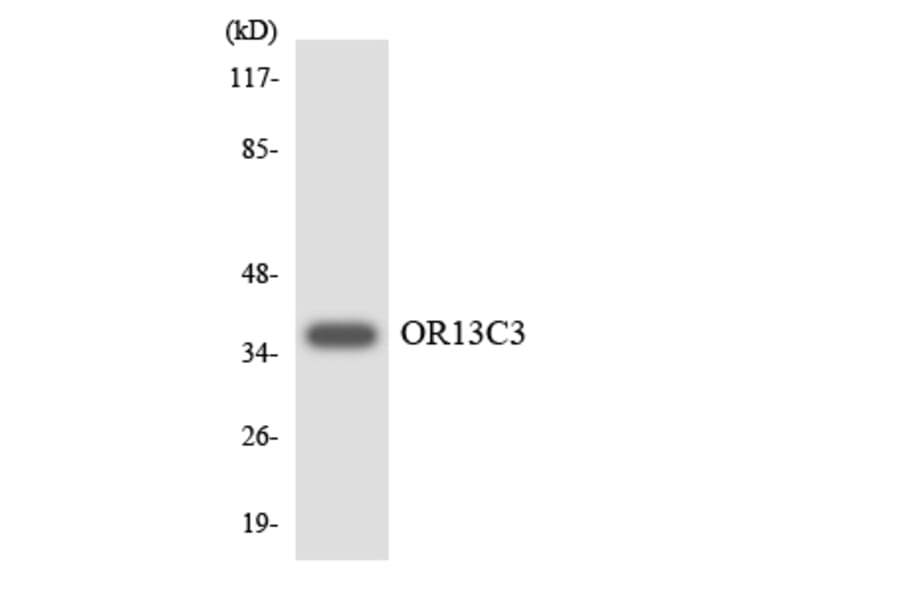 Western Blot - Anti-OR13C3 Antibody (R12-3148) - Antibodies.com