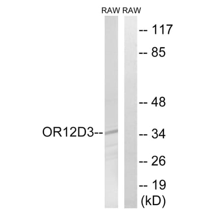 Western Blot - Anti-OR12D3 Antibody (G881) - Antibodies.com