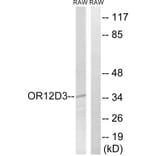 Western Blot - Anti-OR12D3 Antibody (G881) - Antibodies.com