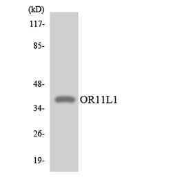 Western Blot - Anti-OR11L1 Antibody (R12-3146) - Antibodies.com