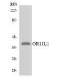 Western Blot - Anti-OR11L1 Antibody (R12-3146) - Antibodies.com
