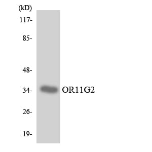 Western blot analysis of the lysates from HeLa cells using Anti-OR11G2 Antibody.