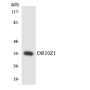 Western blot analysis of the lysates from HeLa cells using Anti-OR10Z1 Antibody.