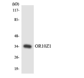 Western Blot - Anti-OR10Z1 Antibody (R12-3143) - Antibodies.com