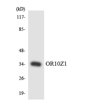 Western Blot - Anti-OR10Z1 Antibody (R12-3143) - Antibodies.com
