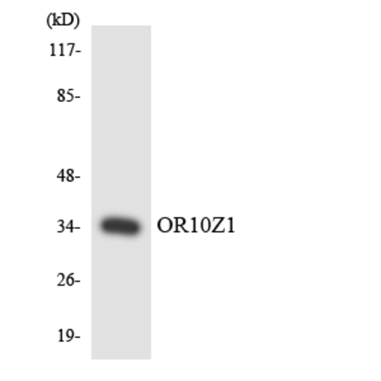 Western Blot - Anti-OR10Z1 Antibody (R12-3143) - Antibodies.com