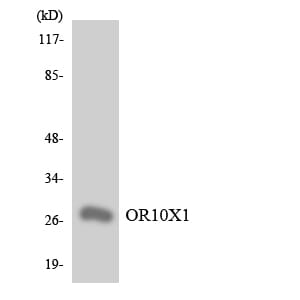 Western blot analysis of the lysates from Jurkat cells using Anti-OR10X1 Antibody.