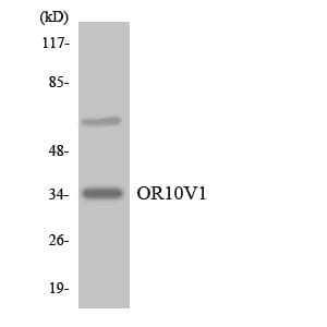 Western blot analysis of the lysates from Jurkat cells using Anti-OR10V1 Antibody.
