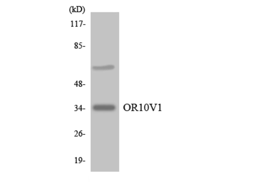 Western Blot - Anti-OR10V1 Antibody (R12-3141) - Antibodies.com