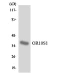 Western Blot - Anti-OR10S1 Antibody (R12-3140) - Antibodies.com