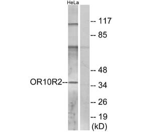 Western Blot - Anti-OR10R2 Antibody (G830) - Antibodies.com