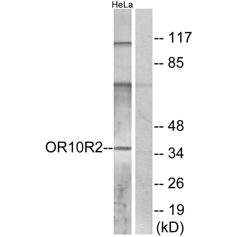 Western Blot - Anti-OR10R2 Antibody (G830) - Antibodies.com