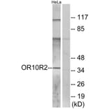 Western Blot - Anti-OR10R2 Antibody (G830) - Antibodies.com