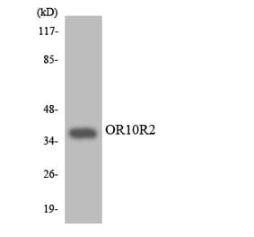 Western Blot - Anti-OR10R2 Antibody (R12-3139) - Antibodies.com