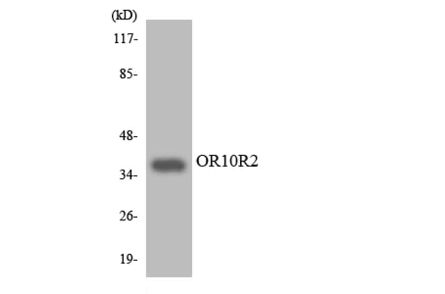 Western Blot - Anti-OR10R2 Antibody (R12-3139) - Antibodies.com