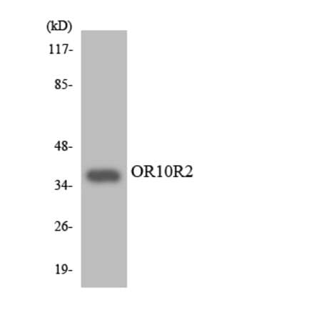 Western Blot - Anti-OR10R2 Antibody (R12-3139) - Antibodies.com