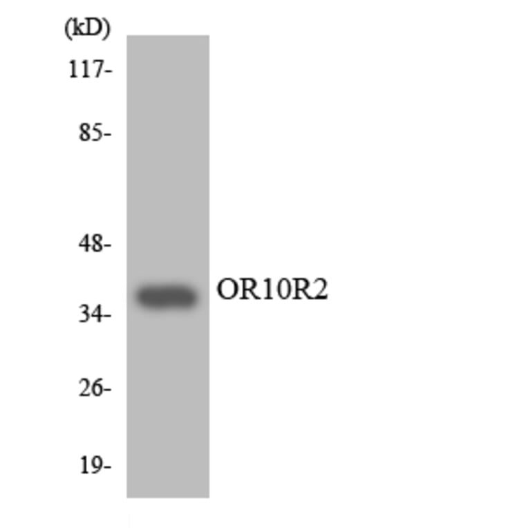Western Blot - Anti-OR10R2 Antibody (R12-3139) - Antibodies.com