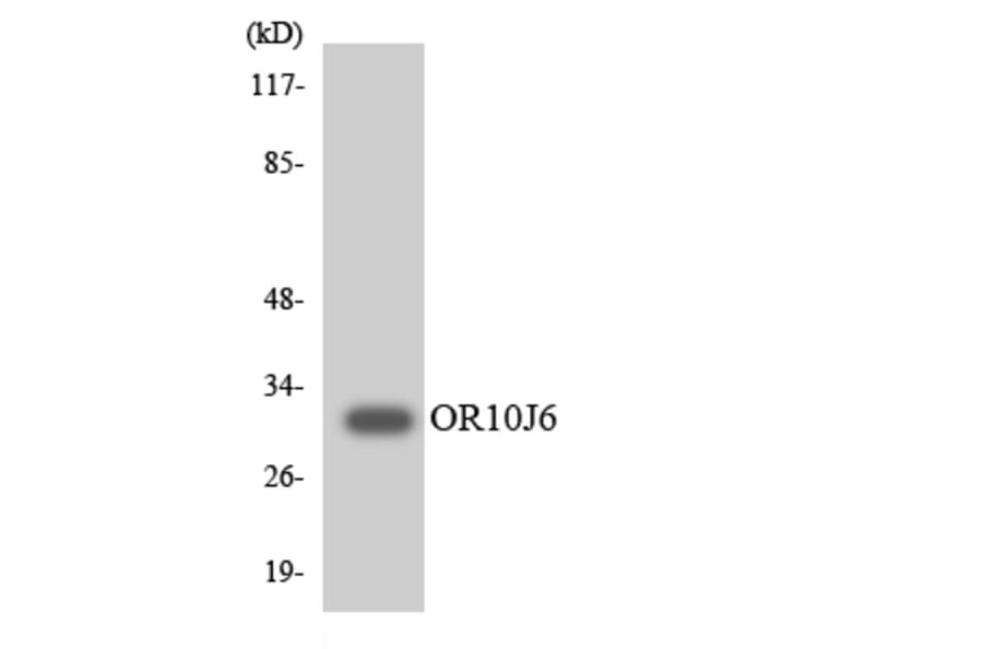 Western Blot - Anti-OR10J6 Antibody (R12-3137) - Antibodies.com